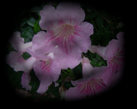 /album/kepgaleria-kezdolap/bxk15248-flores-09800-png/