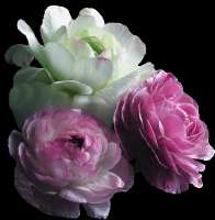 /album/kepgaleria-kezdolap/virag-png/