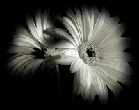 /album/kepgaleria-kezdolap/a1271596290-19-png/