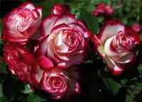 /album/kepgaleria-kezdolap/a7424a51594e1-jpg/
